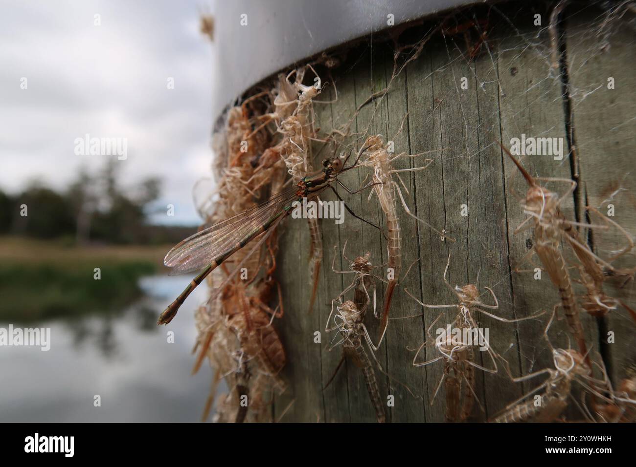 Blue Ringtail (Austrolestes annulosus) Insecta Stock Photo - Alamy