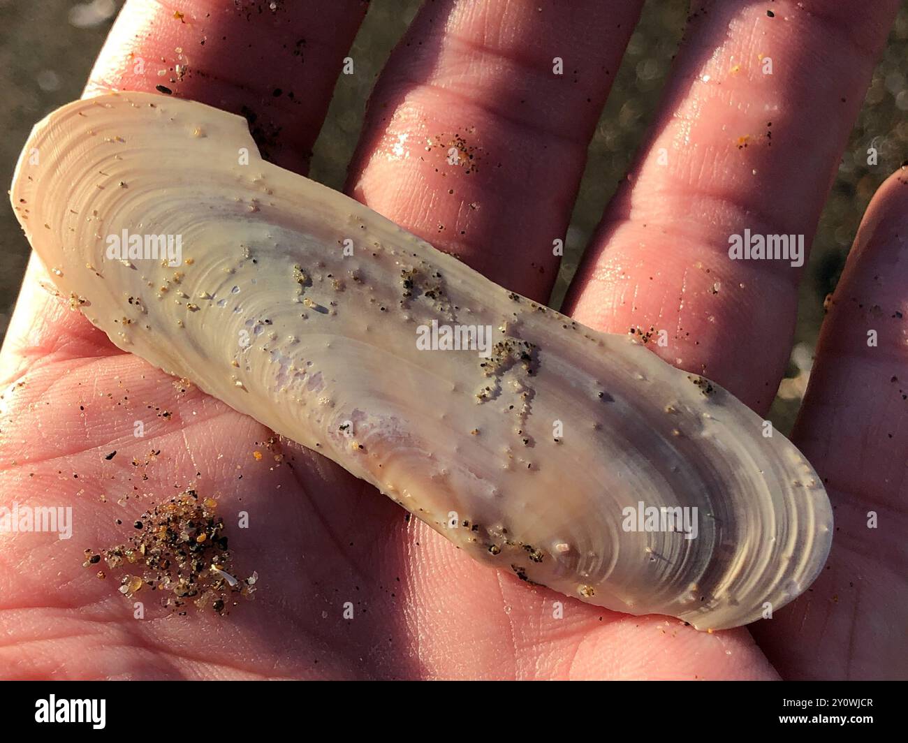 Pacific Razor Clam (Siliqua patula) Mollusca Stock Photo - Alamy