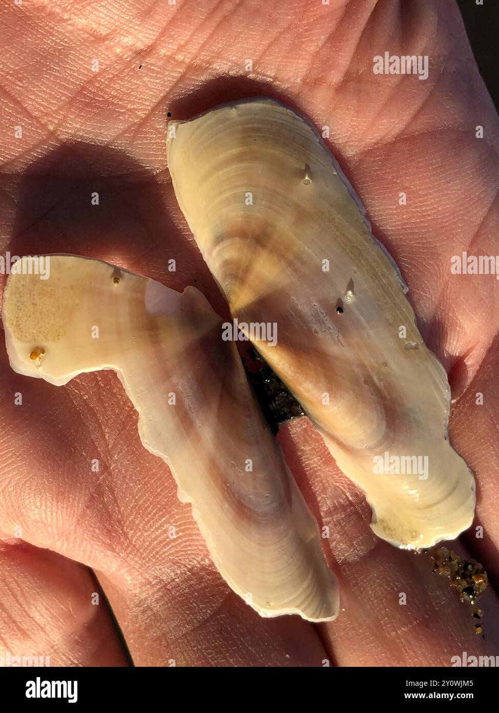 Pacific Razor Clam (Siliqua patula) Mollusca Stock Photo - Alamy