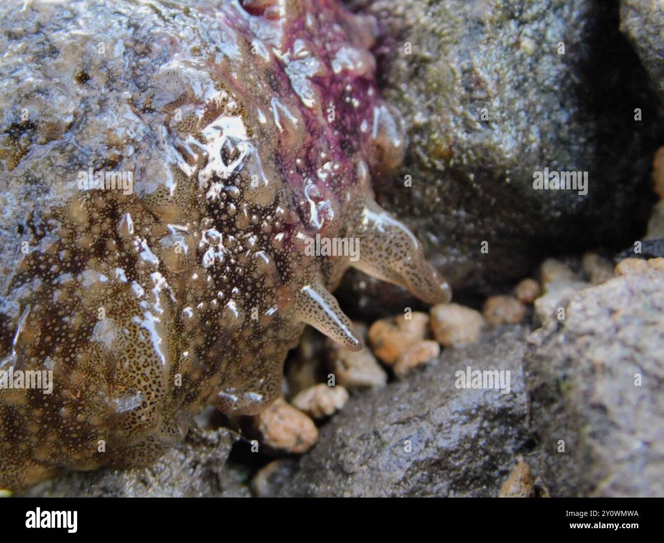 Sea Hares and Akera Snails (Aplysiida) Mollusca Stock Photo - Alamy