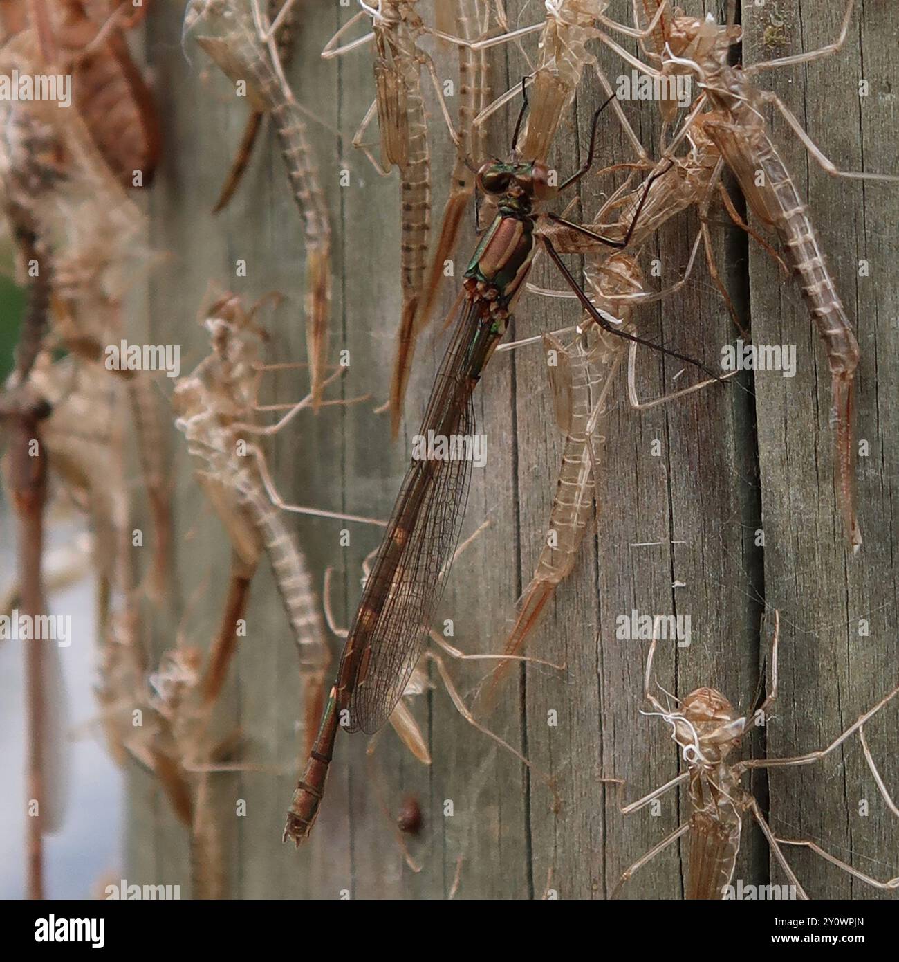 Blue Ringtail (Austrolestes annulosus) Insecta Stock Photo - Alamy