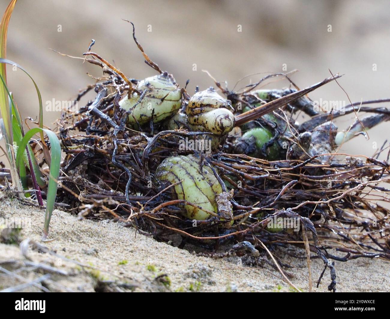 (Bletilla formosana) Plantae Stock Photo Alamy