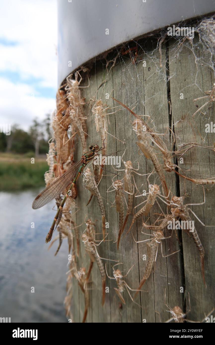Blue Ringtail (Austrolestes annulosus) Insecta Stock Photo - Alamy