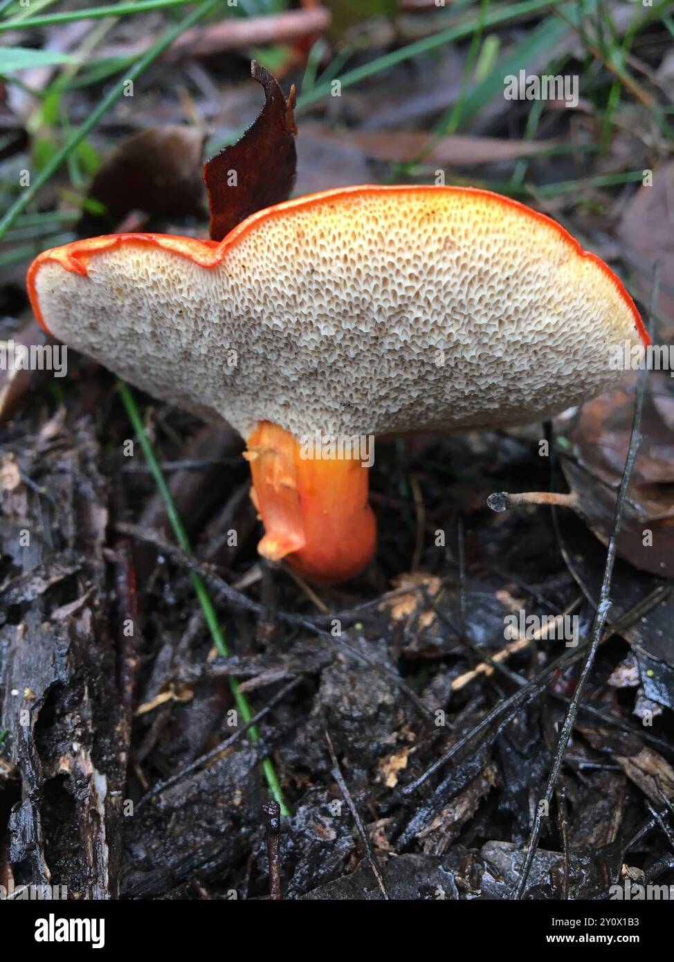 Burnt orange Bolete Tylopilus Balloui Fungi Stock Photo Alamy burnt-orange-bolete-tylopilus-balloui-fungi-stock-photo-alamy