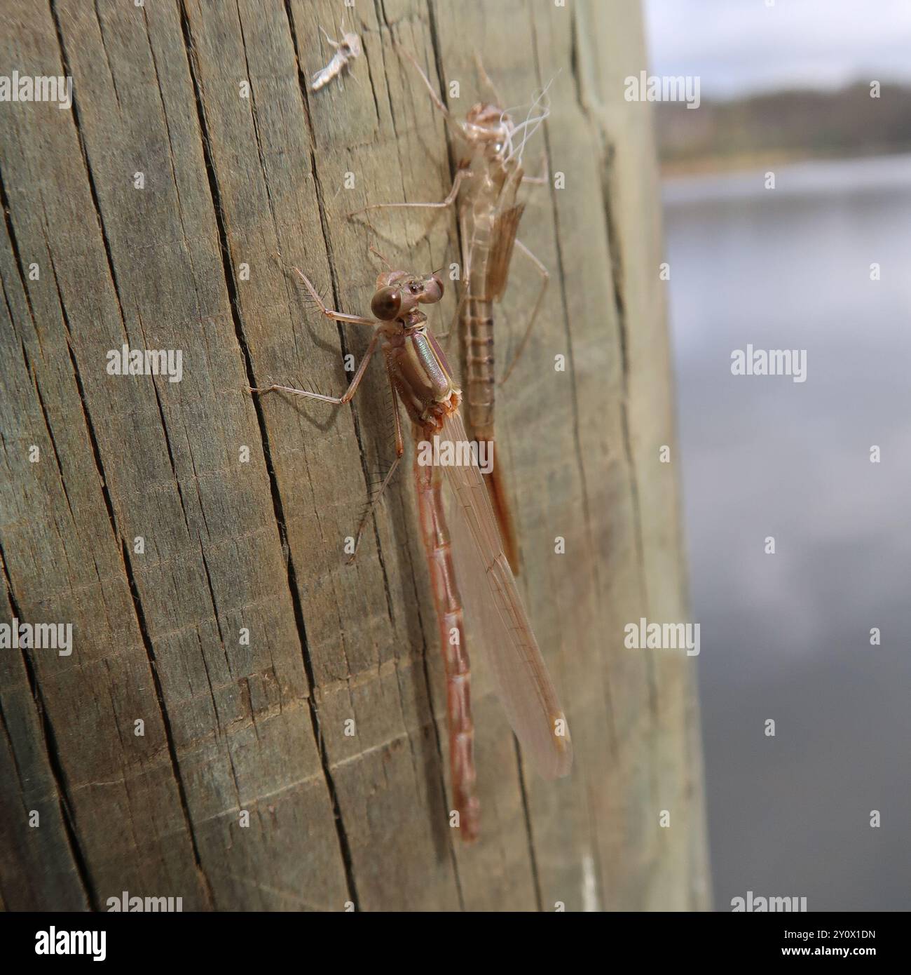 Blue Ringtail (Austrolestes annulosus) Insecta Stock Photo - Alamy