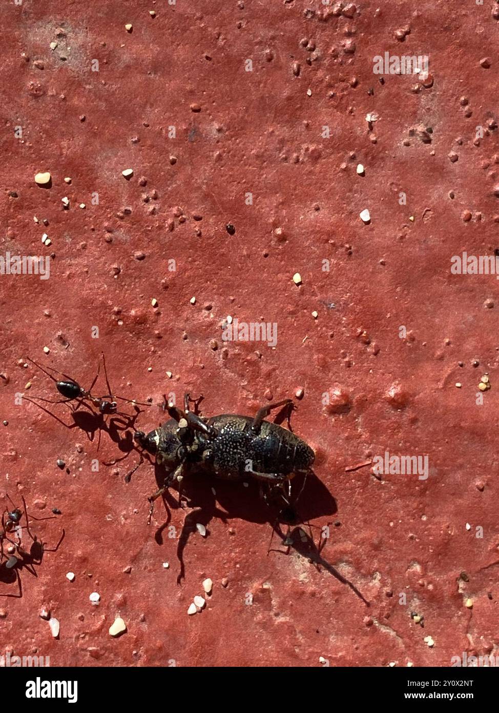 Hunting Billbug (Sphenophorus venatus) Insecta Stock Photo - Alamy