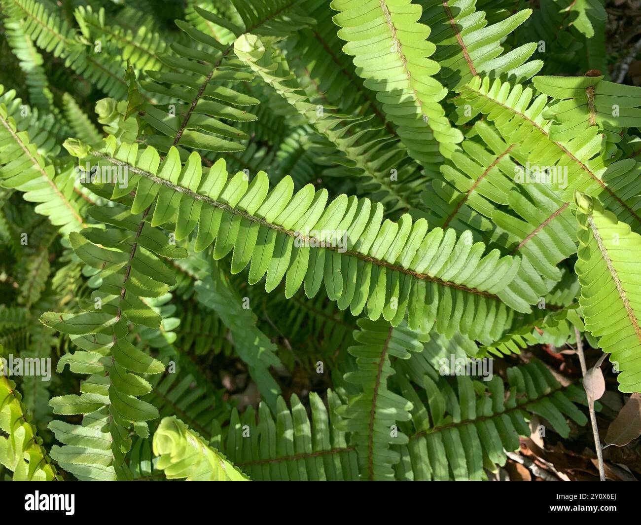 Fishbone Fern (Nephrolepis cordifolia) Plantae Stock Photo - Alamy