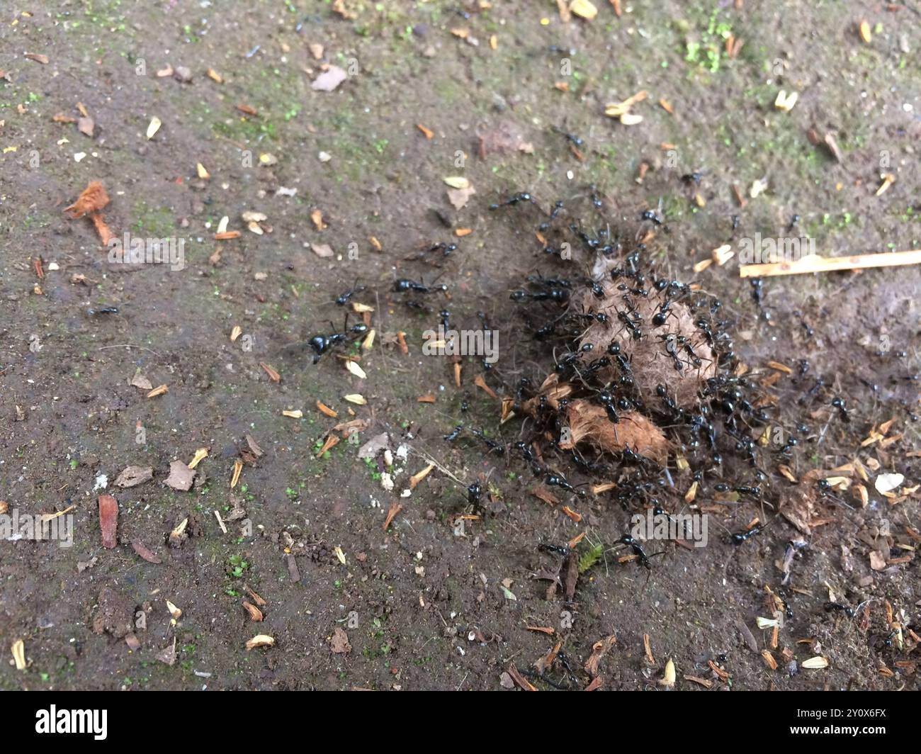 (Labidus praedator) Insecta Stock Photo Alamy