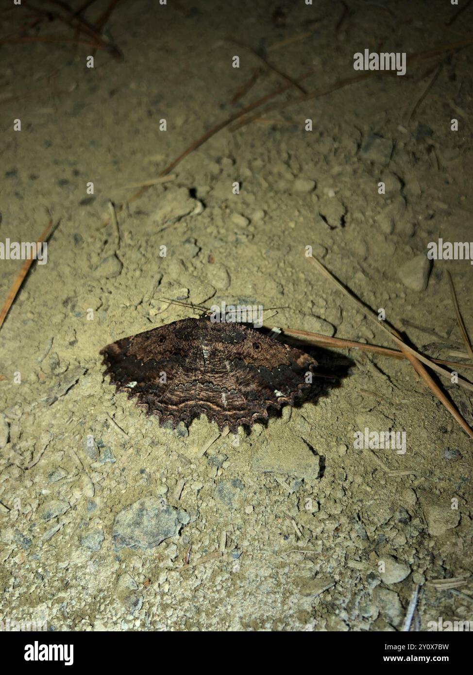 Lesser brown evening moth (Gellonia pannularia) Insecta Stock Photo - Alamy