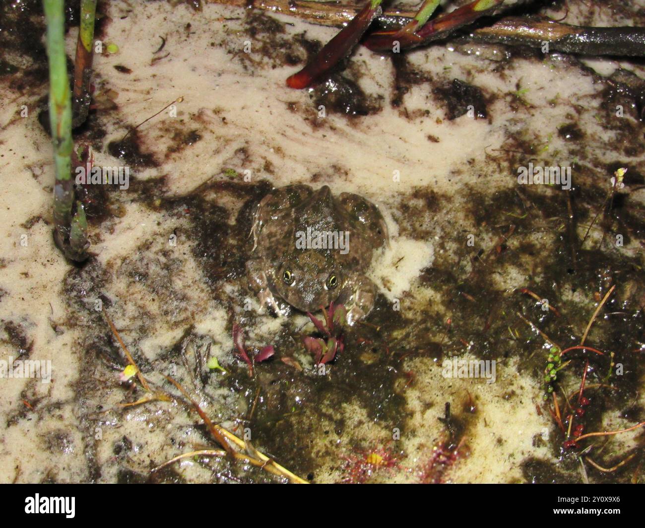 Cape sand frog (Tomopterna delalandii) Amphibia Stock Photo Alamy