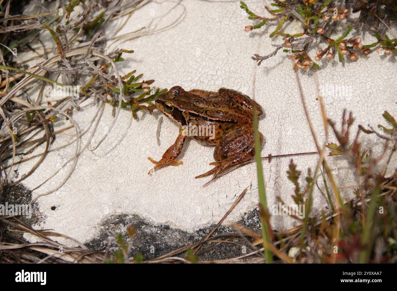 European Common Frog (Rana temporaria) Amphibia Stock Photo - Alamy