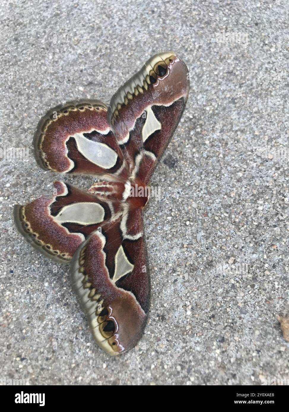 Rothchild's Atlas Moth (Rothschildia jacobaeae) Insecta Stock Photo - Alamy