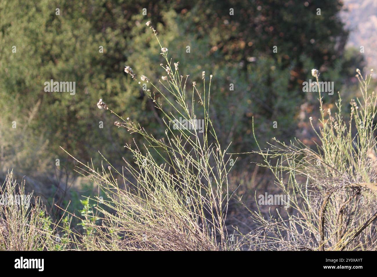 California Broomsage (Lepidospartum squamatum) Plantae Stock Photo - Alamy