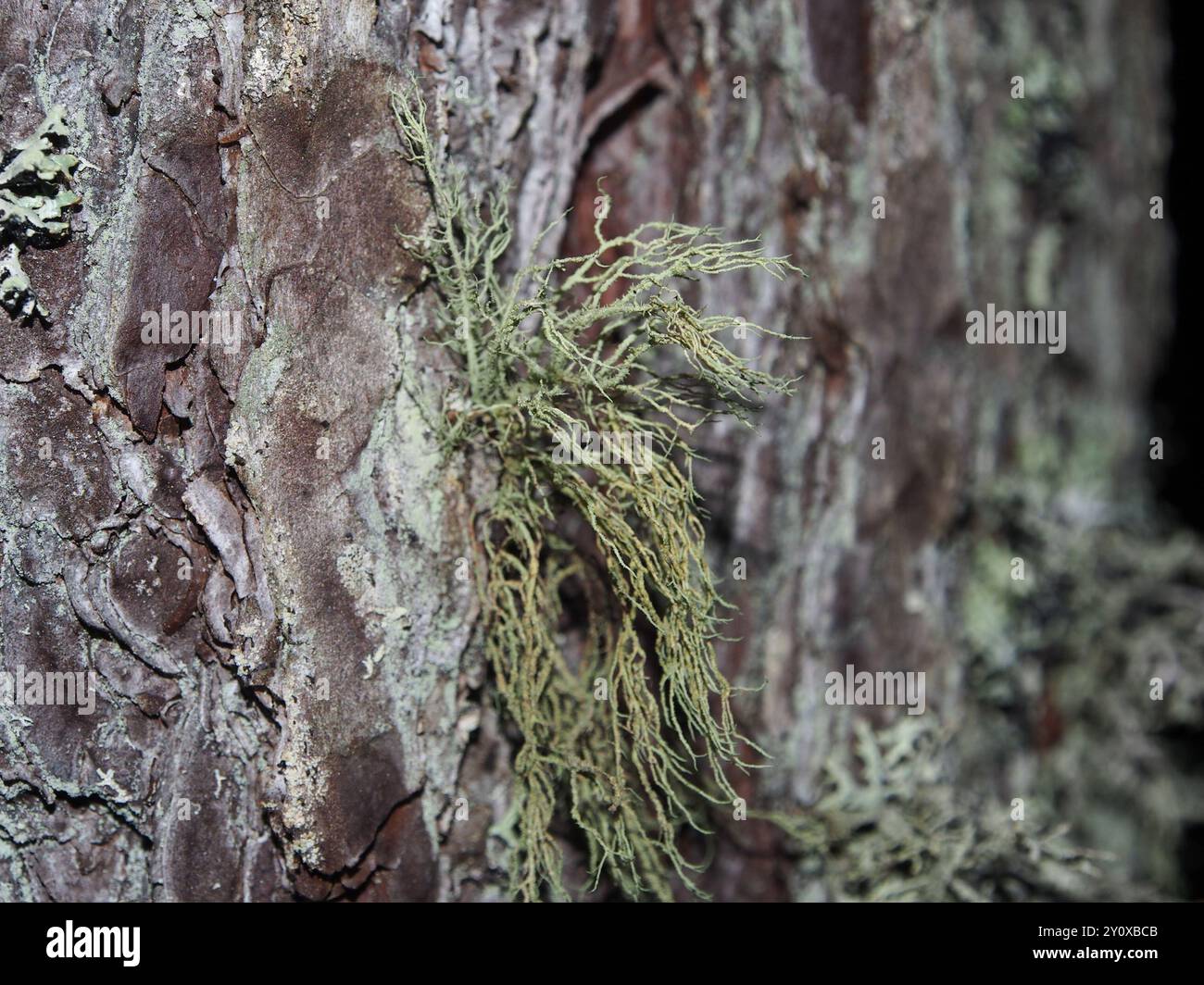 Bristly Beard Lichen (Usnea hirta) Fungi Stock Photo