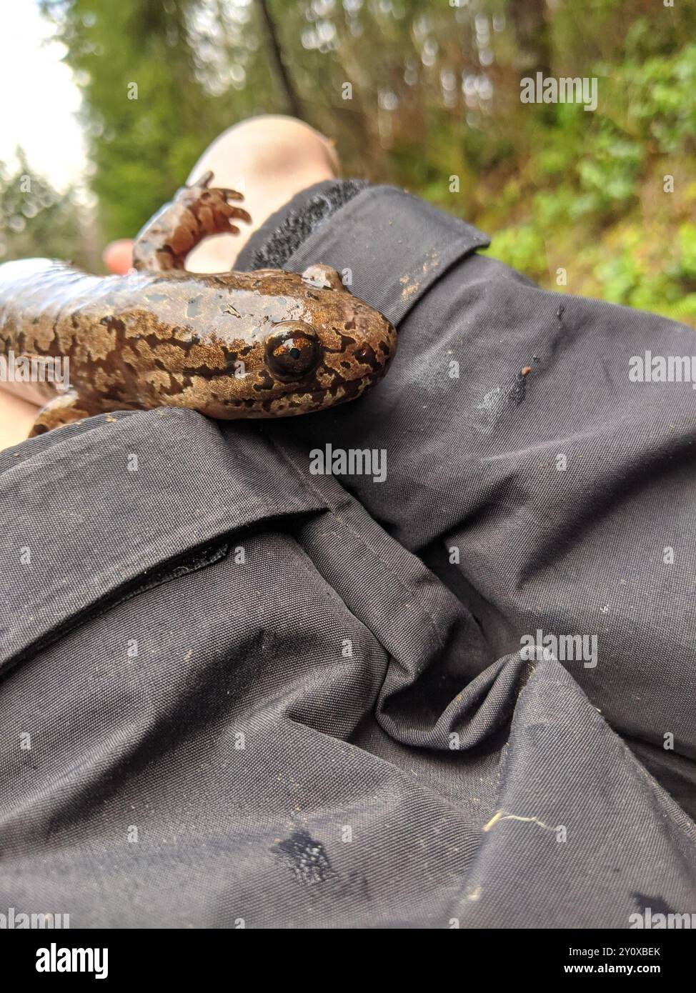 Coastal Giant Salamander (Dicamptodon tenebrosus) Amphibia Stock Photo ...