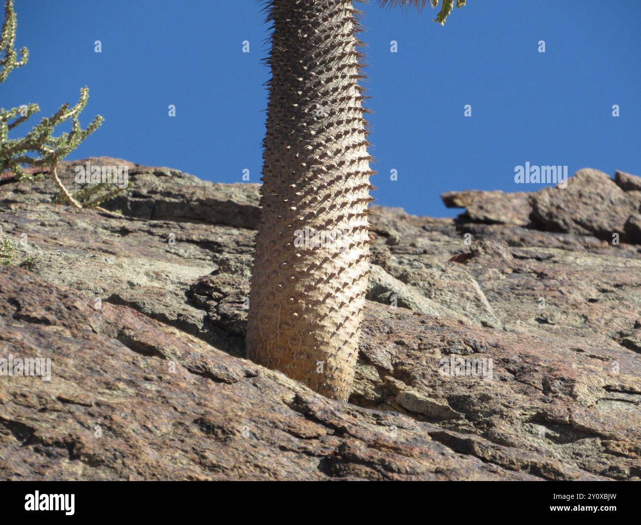 Pachypodium namaquanum hi-res stock photography and images - Alamy