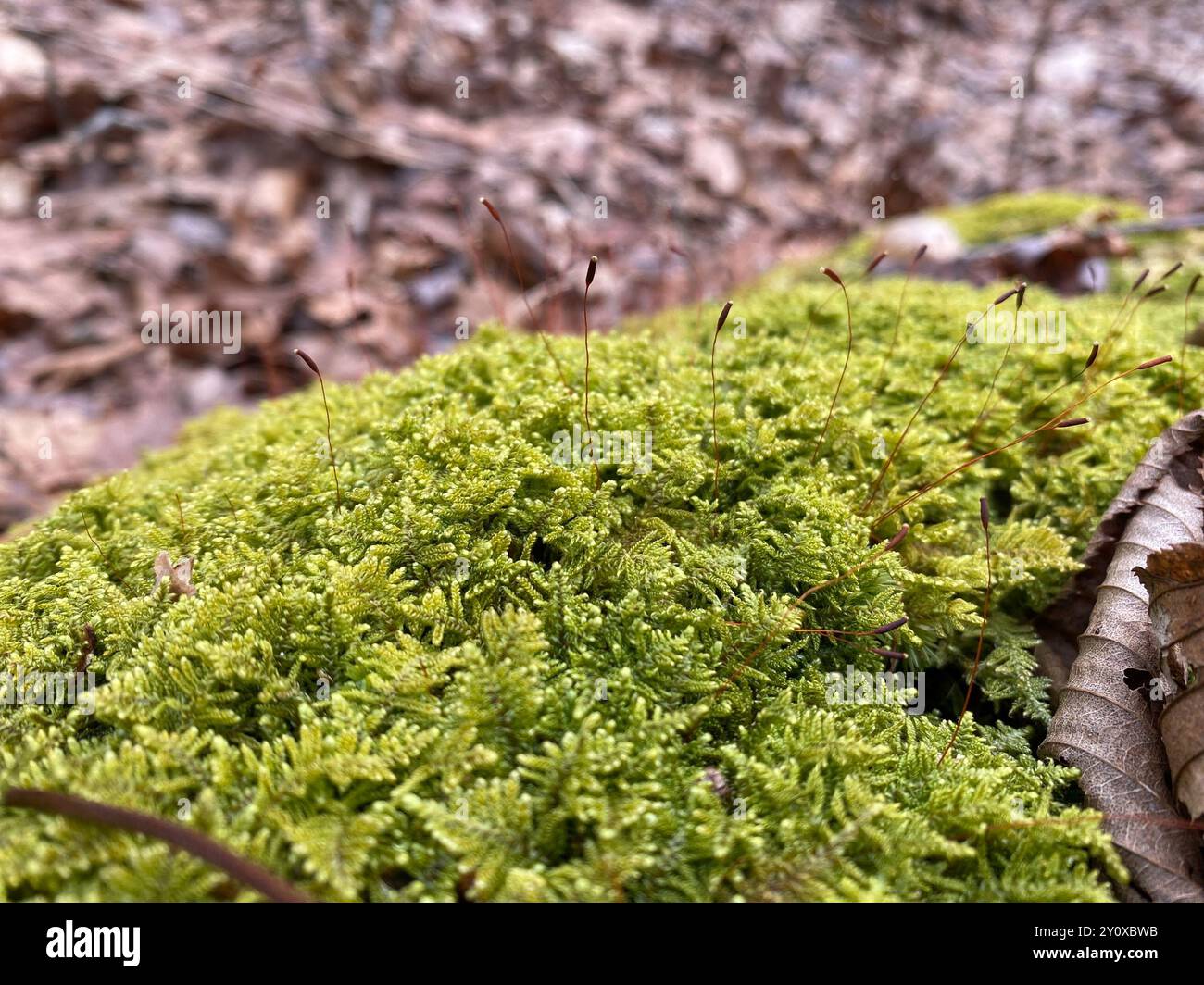 mosses (Bryophyta) Plantae Stock Photo - Alamy