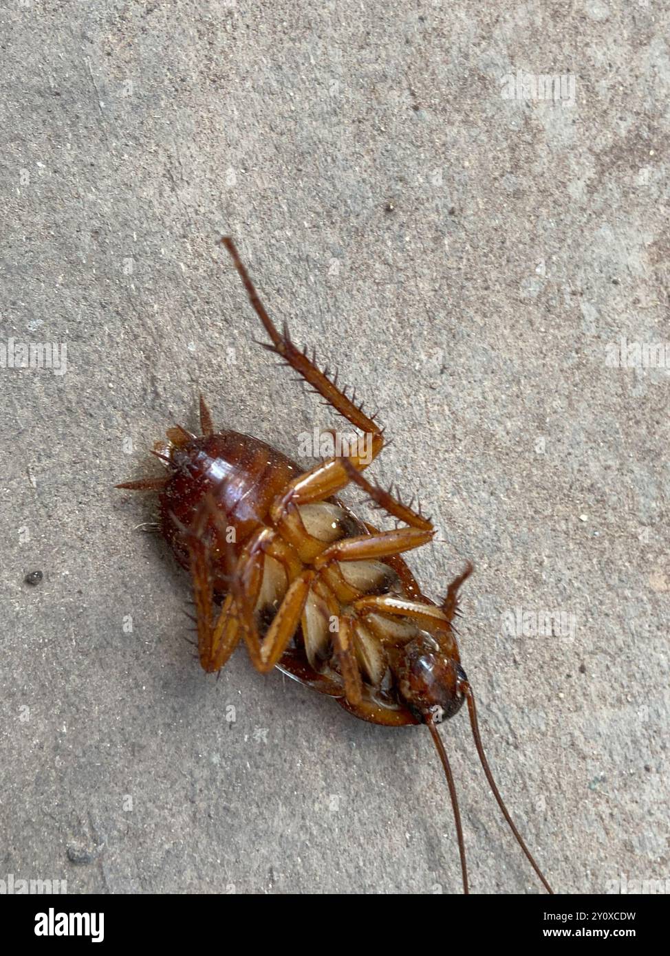 American Cockroach (Periplaneta americana) Insecta Stock Photo - Alamy