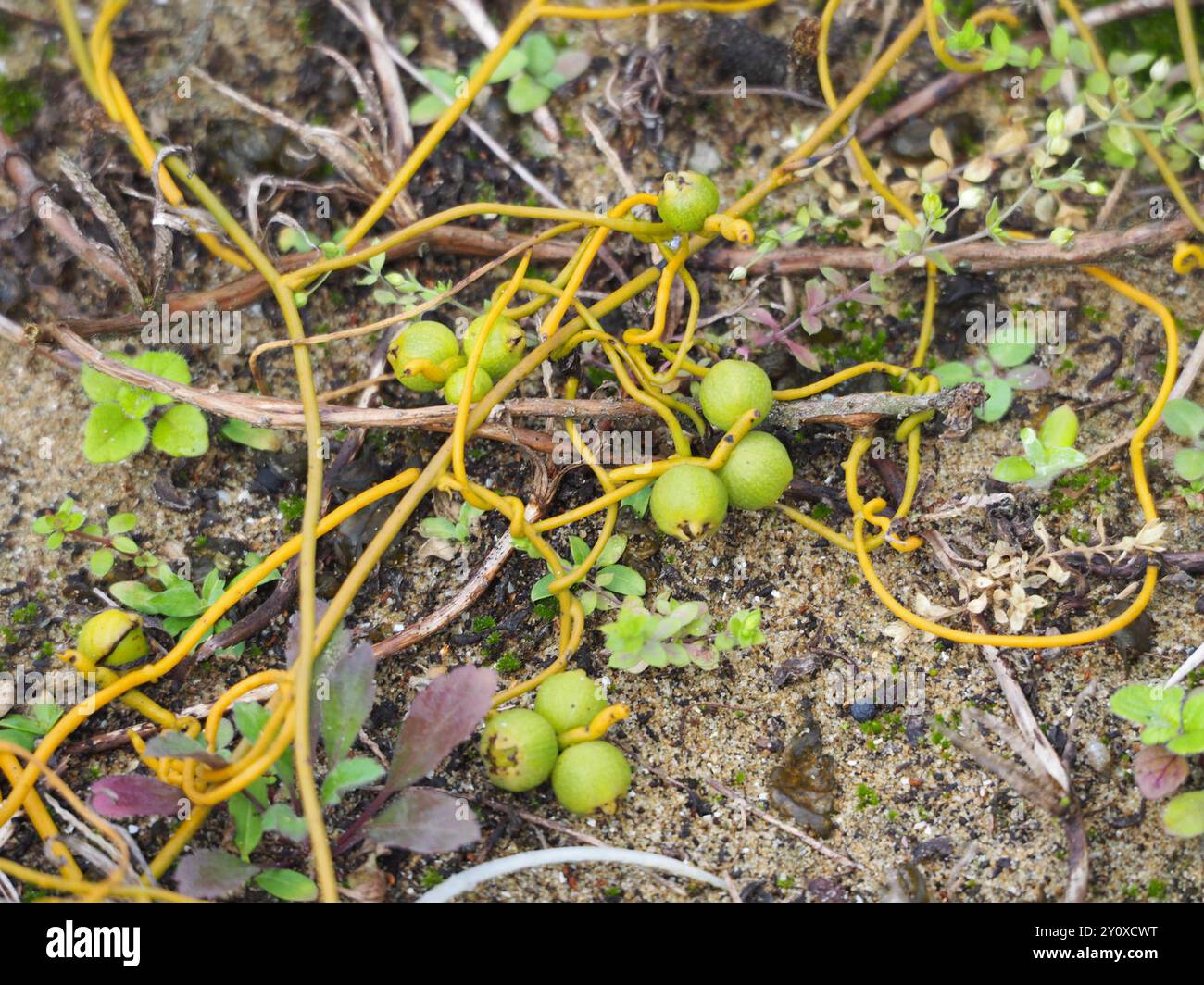 Cassytha Cassytha filiformis hi-res stock photography and images - Alamy