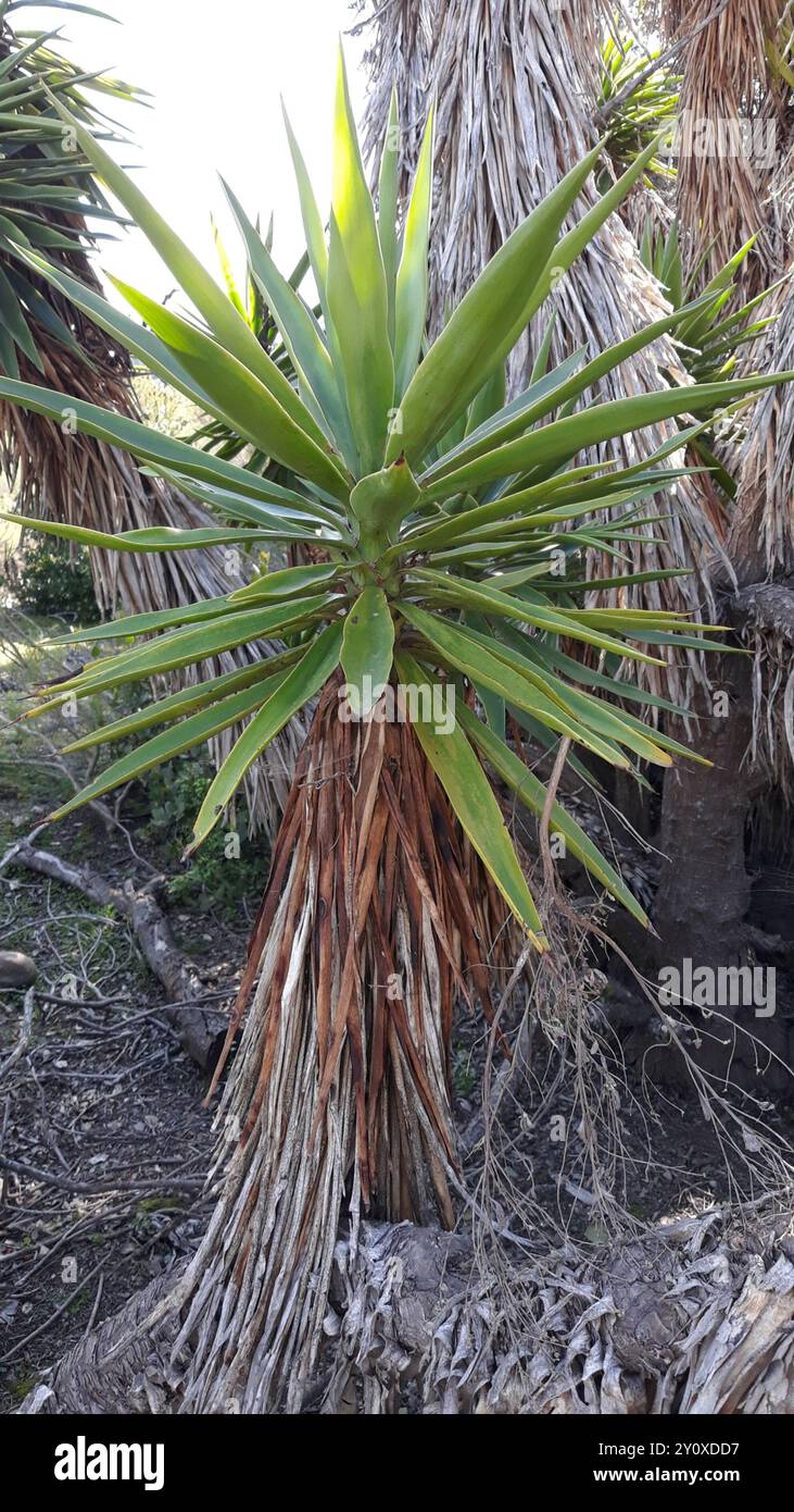 Spineless Yucca (Yucca gigantea) Plantae Stock Photo - Alamy