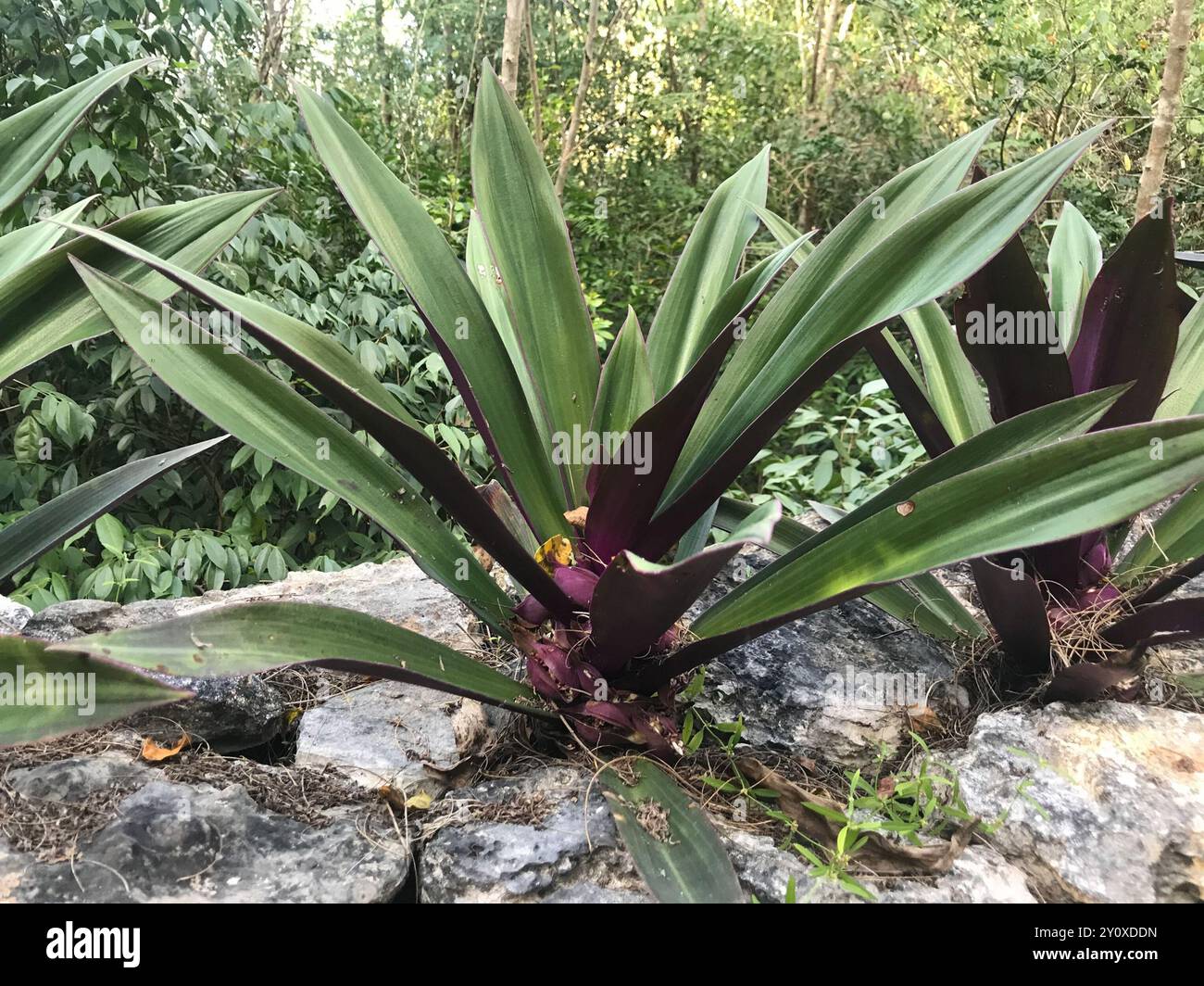 Moses-in-the-cradle (Tradescantia spathacea) Plantae Stock Photo - Alamy