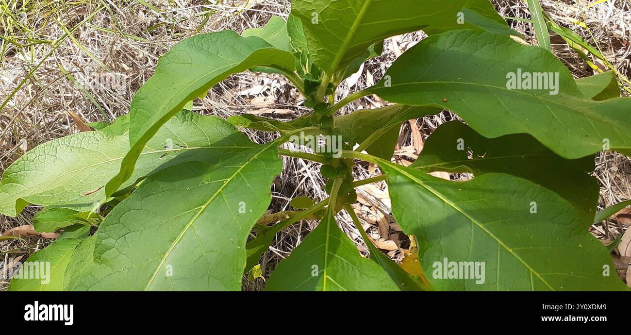 bugweed (Solanum mauritianum) Plantae Stock Photo - Alamy