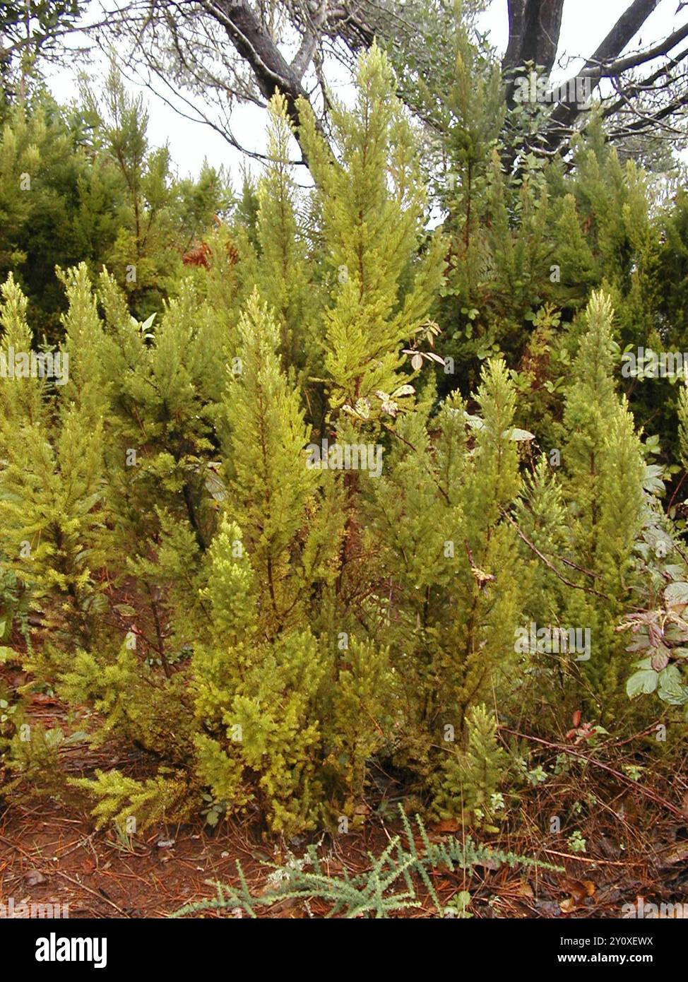 Canary tree heath (Erica canariensis) Plantae Stock Photo - Alamy