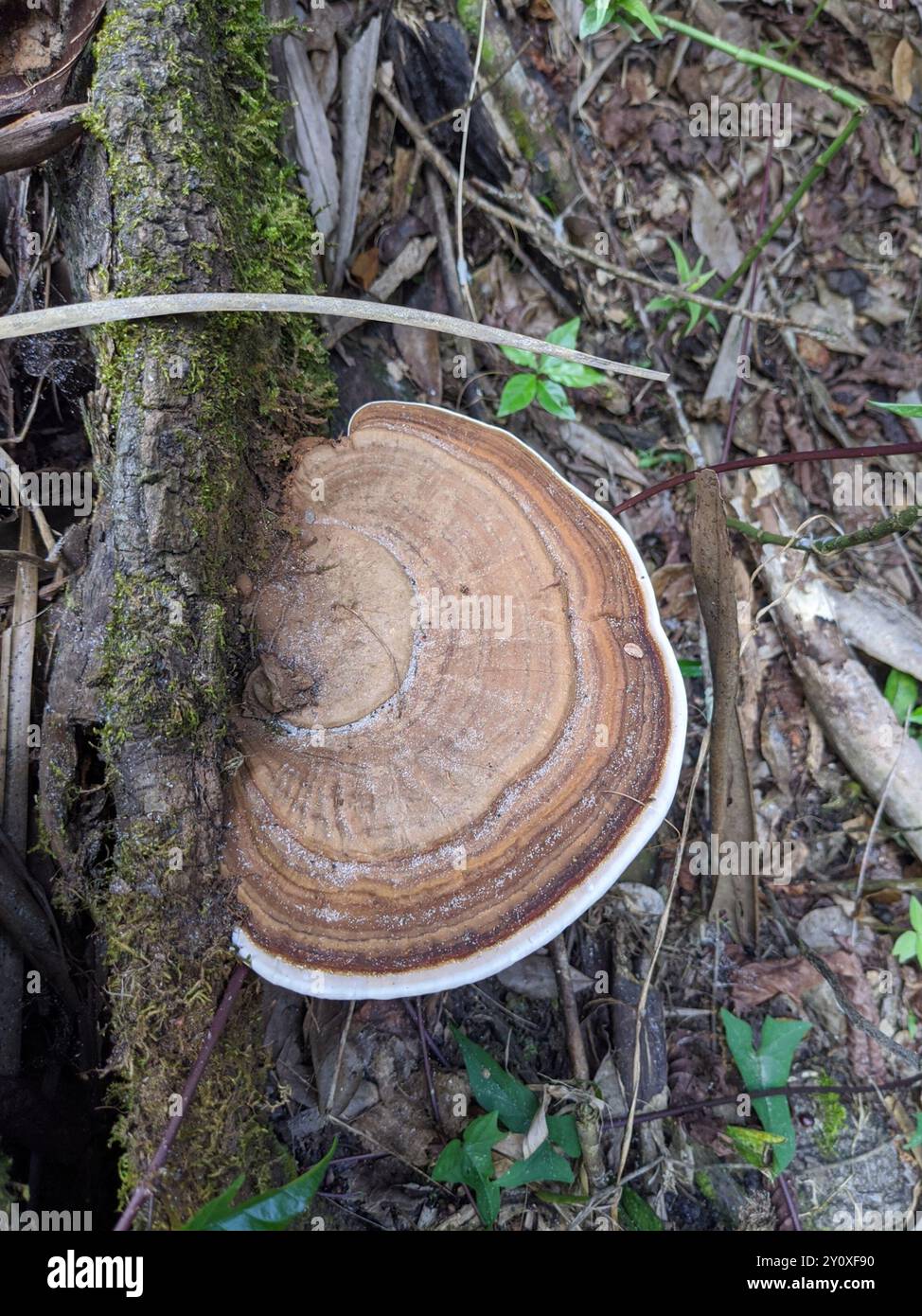 artist's bracket (Ganoderma applanatum) Fungi Stock Photo - Alamy