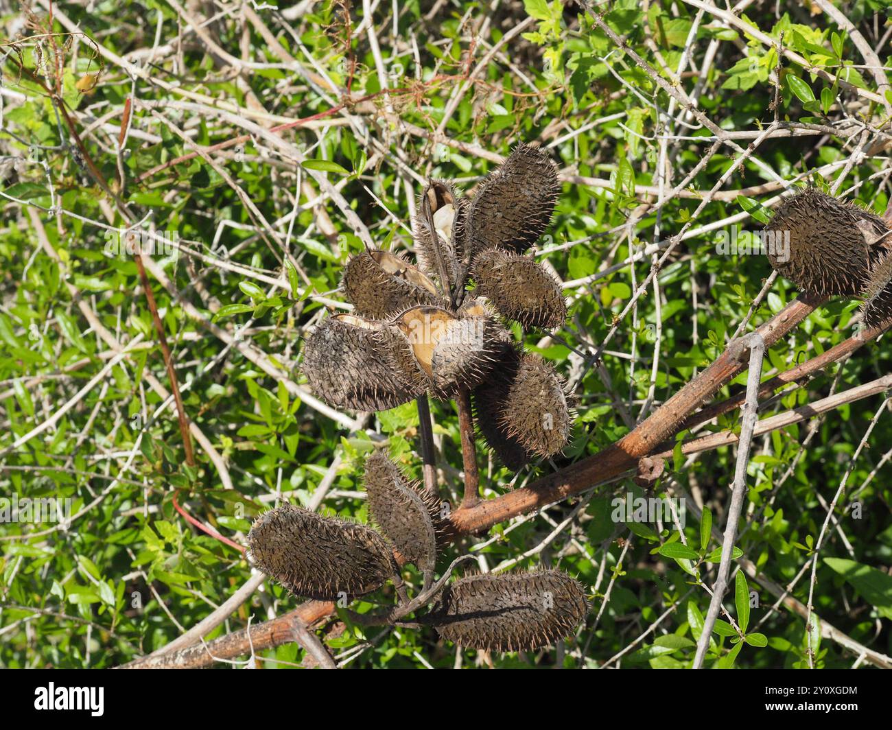 Nickernut Beanshell Nickernut (Guilandina bonduc) Plantae Stock Photo - Alamy