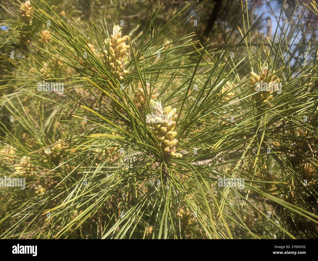 Monterey pine (Pinus radiata) Plantae Stock Photo - Alamy