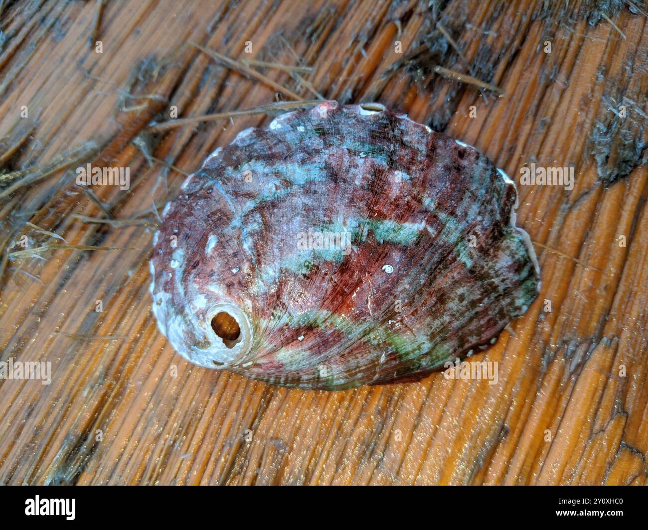 Pinto Abalone (Haliotis kamtschatkana) Mollusca Stock Photo - Alamy