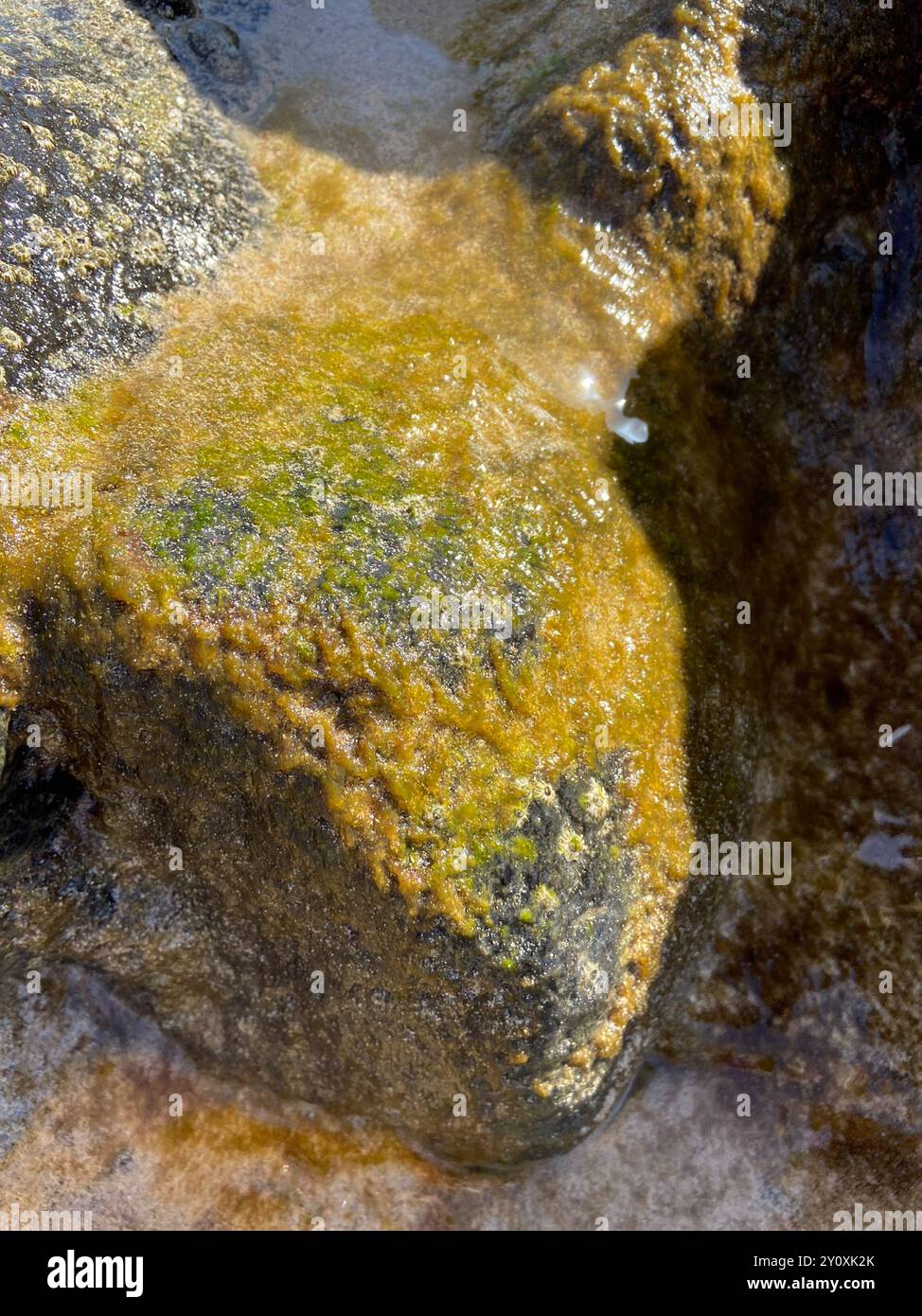 green algae (Chlorophyta) Plantae Stock Photo - Alamy