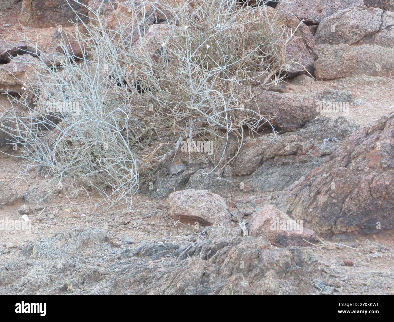 Western Rock Sengi (Elephantulus rupestris) Mammalia Stock Photo - Alamy