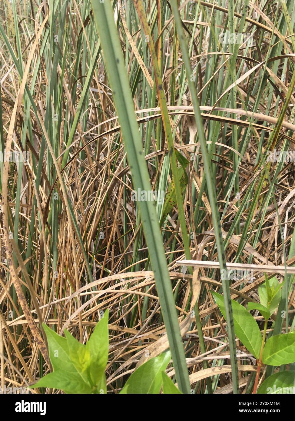 Jamaica swamp sawgrass (Cladium mariscus jamaicense) Plantae Stock