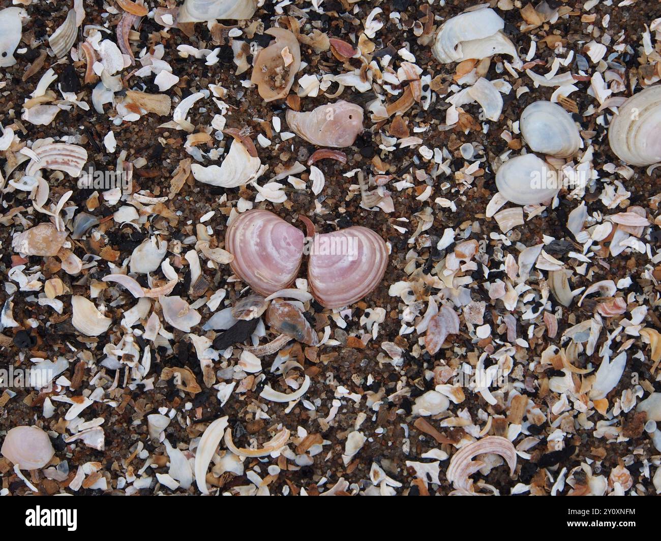 Baltic Macoma (Macoma balthica) Mollusca Stock Photo - Alamy