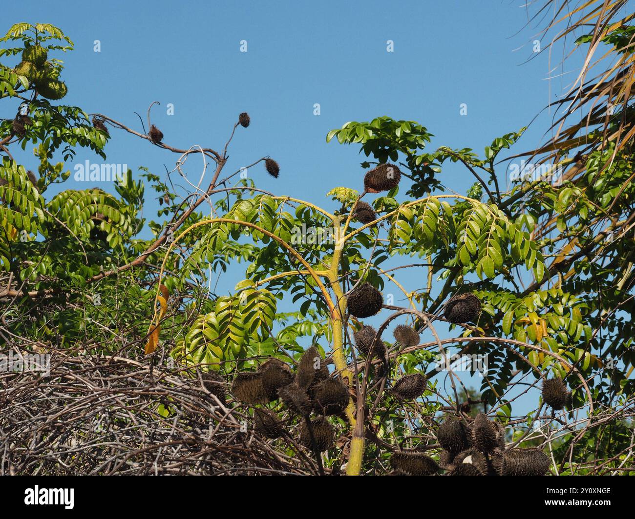 Nickernut Beanshell Nickernut (Guilandina bonduc) Plantae Stock Photo - Alamy
