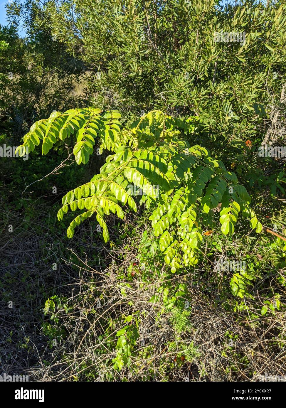 Nickernut Beanshell Nickernut (Guilandina bonduc) Plantae Stock Photo - Alamy