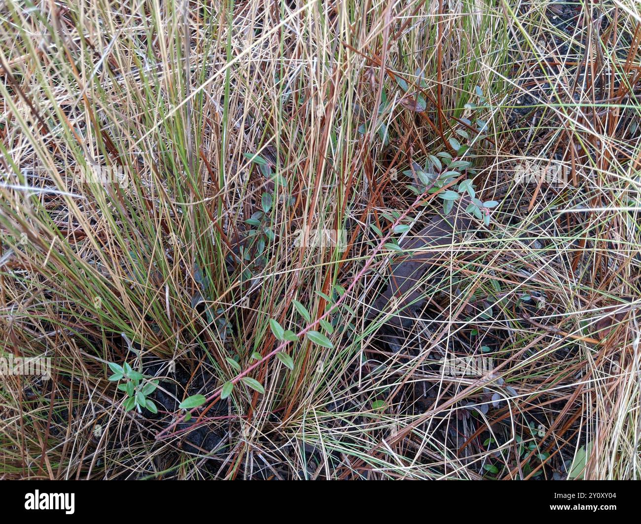 Creeping Blueberry (Vaccinium crassifolium) Plantae Stock Photo - Alamy