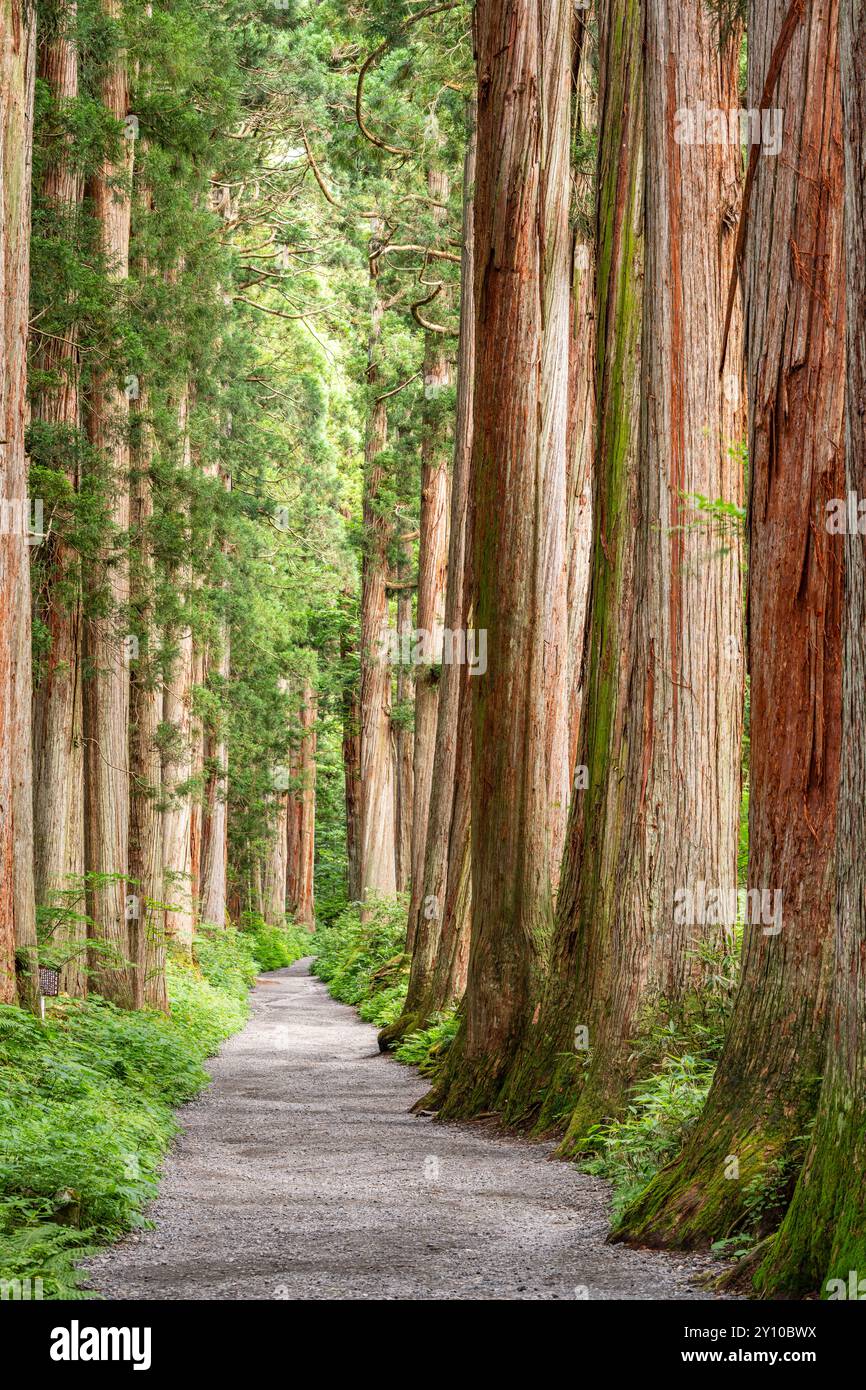 Togakushi Shrine in Nagano, Japan with the cedar tree-lined path. Stock Photo