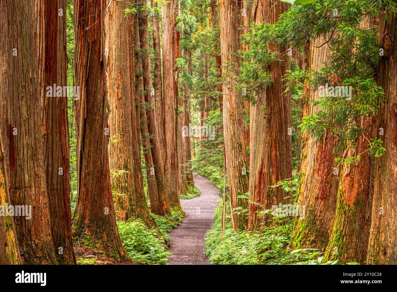 Togakushi Shrine in Nagano, Japan with the cedar tree-lined path. Stock Photo