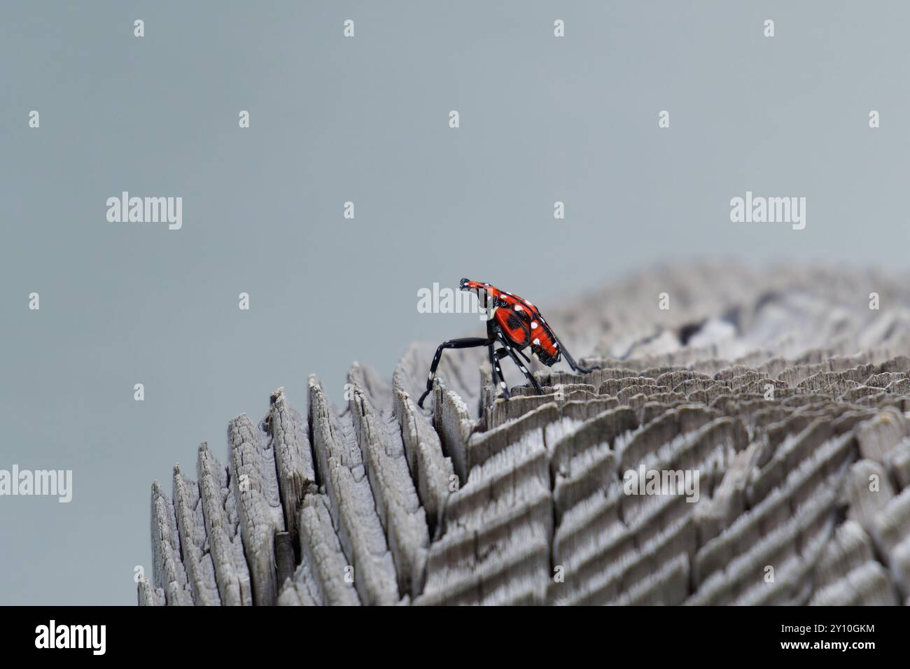 Spotted Lanternfly on a wood surface Stock Photo