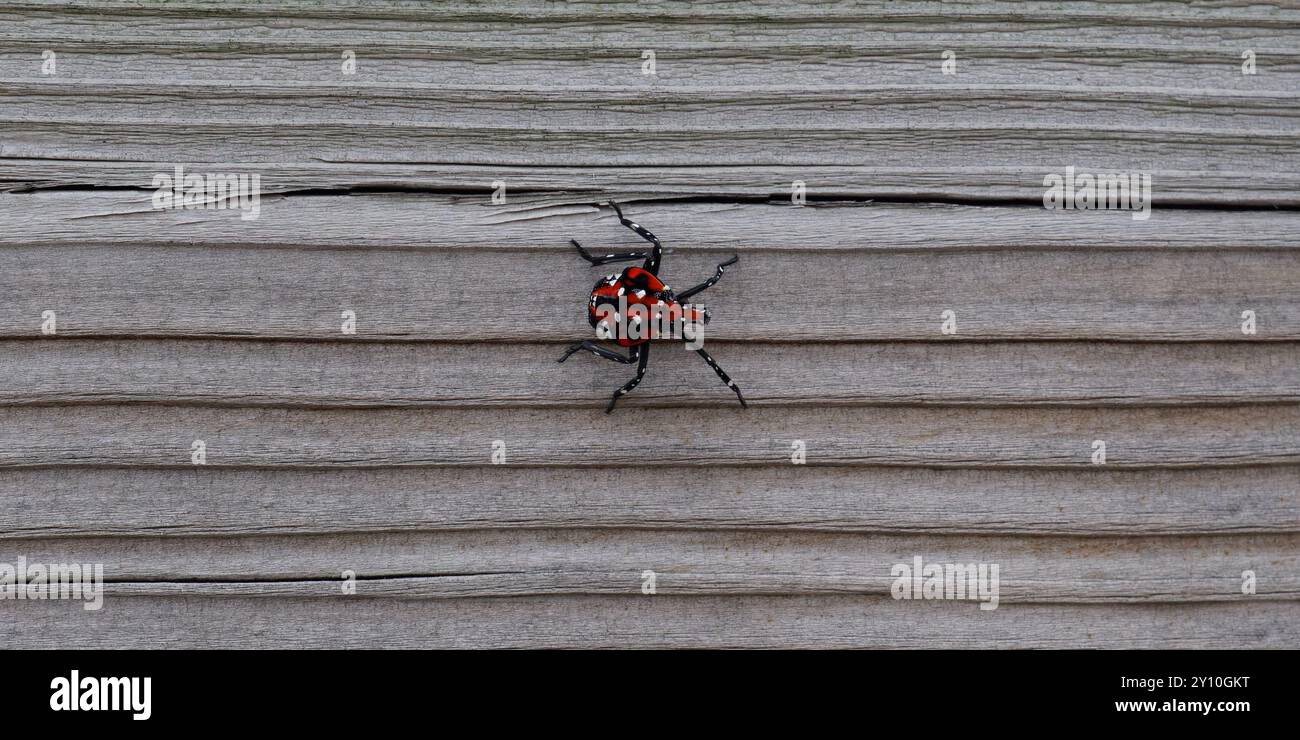 Spotted Lanternfly on a wood surface Stock Photo