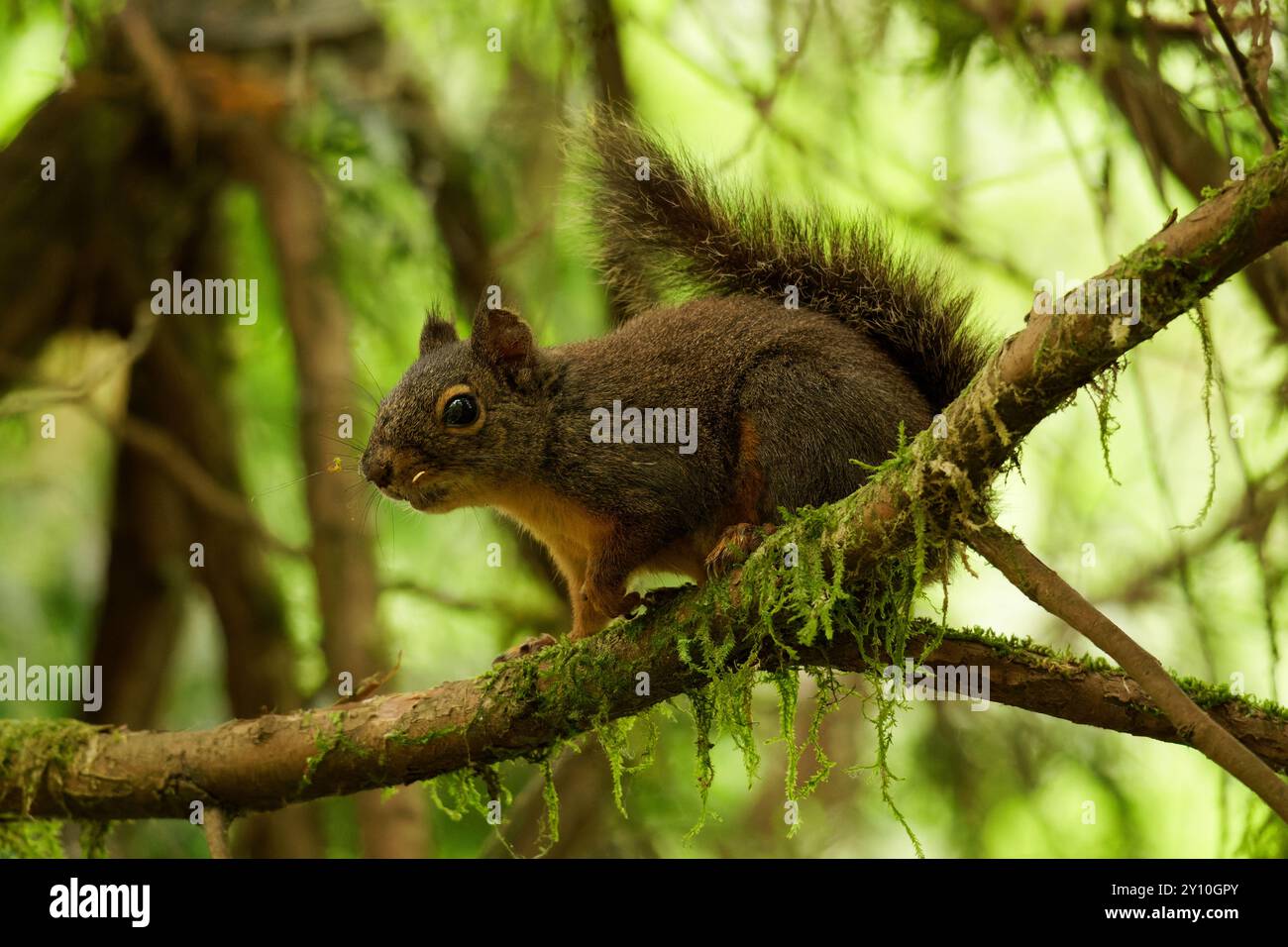 American Red Squirrel on a branch Stock Photo