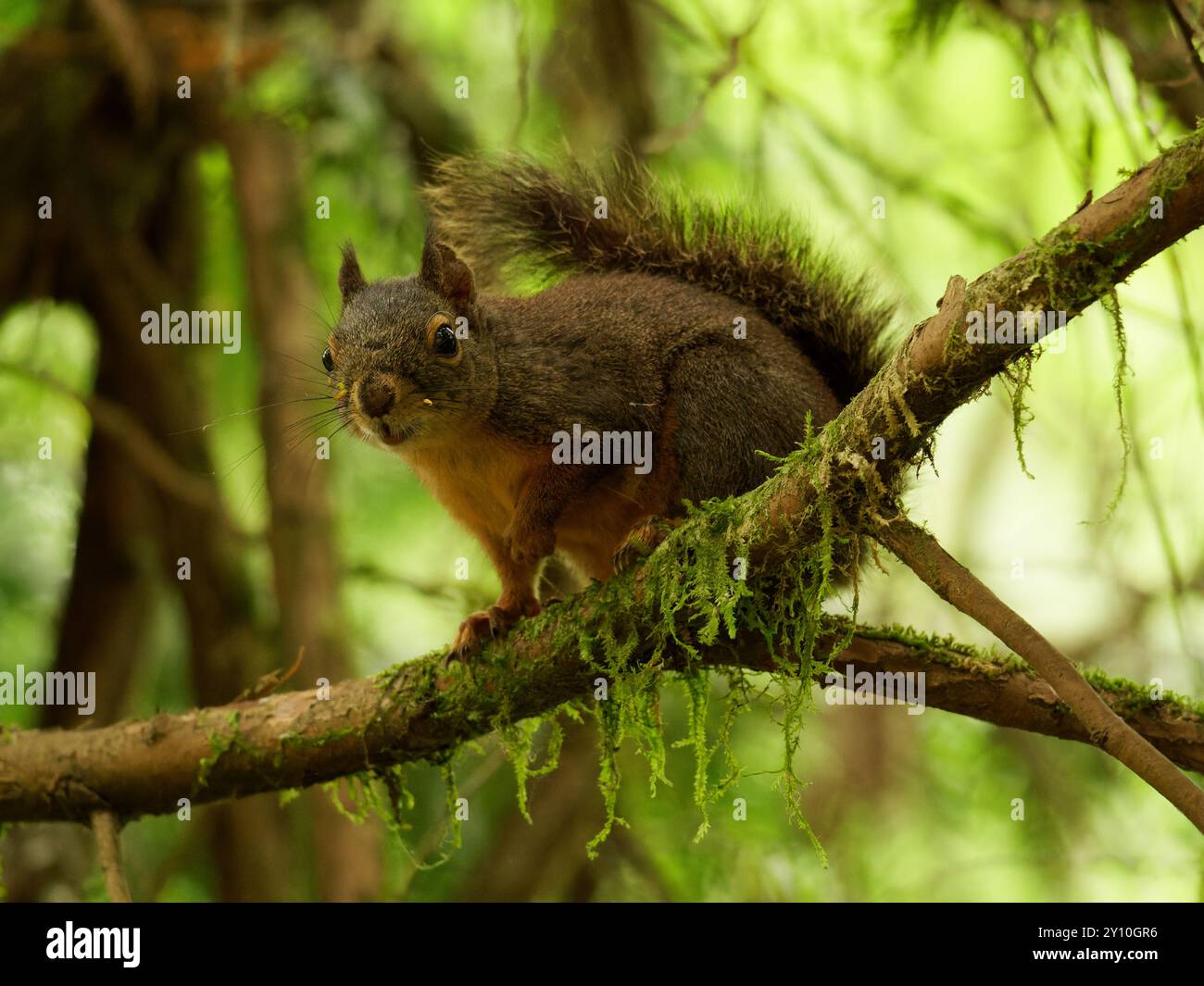 American Red Squirrel on a branch Stock Photo