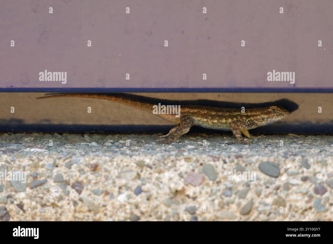 Western Fence Lizard in a crevice Stock Photo
