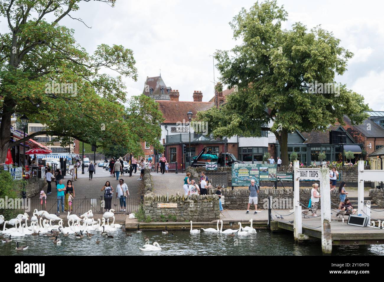 People swans geese and ducks gathered near the boarding jetty of French Brothers river cruise boats River Thames Windsor Berkshire England UK Stock Photo