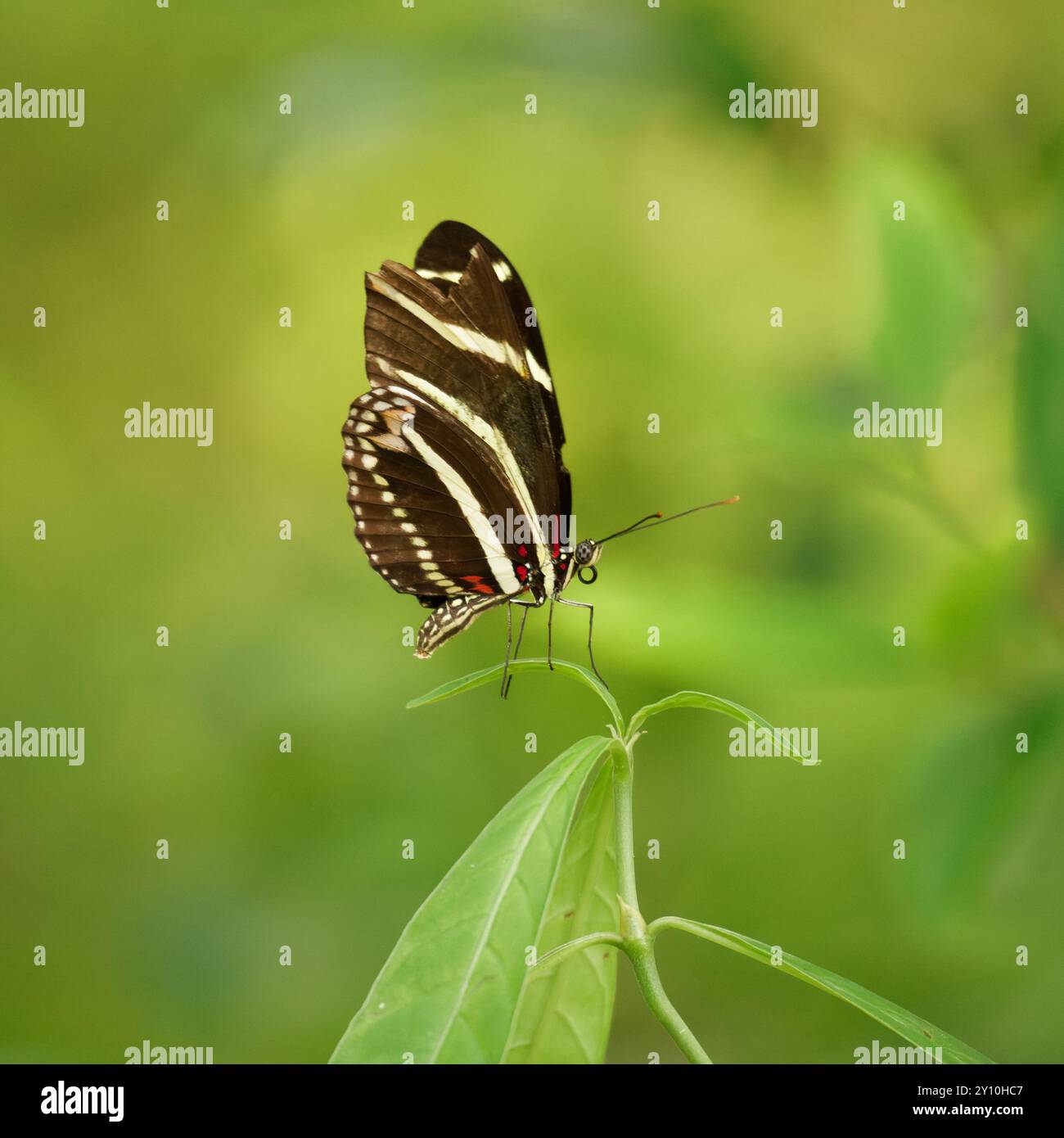 Zebra Longwing butterfly resting on a leaf Stock Photo
