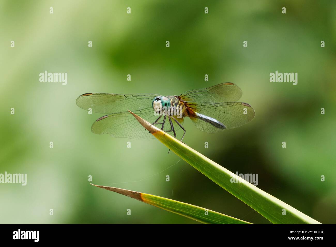 Blue Dasher dragonfly on at rest Stock Photo - Alamy