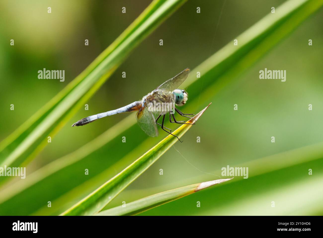 Blue Dasher dragonfly on at rest Stock Photo - Alamy