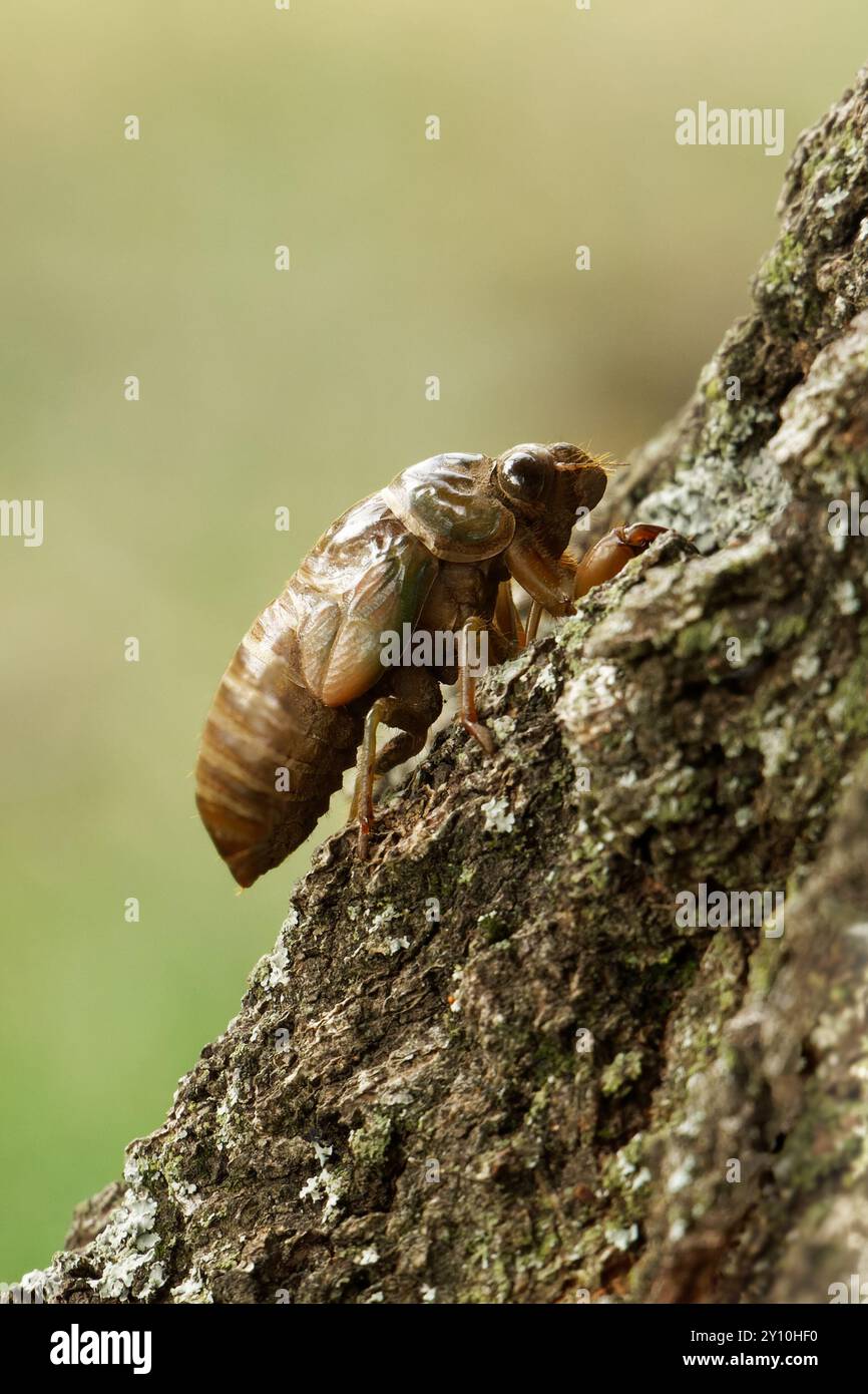 Cicada Nymph climbing on bark Stock Photo - Alamy